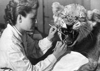 A veterinary nurse cleaning a lion's cub teeth before the Oral Exam represnting a service from Script E.R. which helps scriptwriters to structure their pitch and practice their delivery.